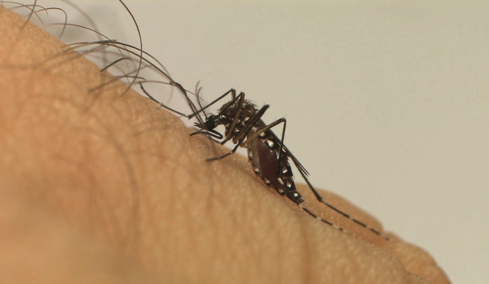 Leia mais sobre o artigo Saúde reforça combate ao Aedes aegypti no mês que antecede período sazonal do vetor da dengue