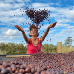 Primeira estimativa oficial de safra 2026 indica crescimento da produção de café no Espírito Santo