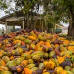Linhares lança 10º Concurso de Qualidade de Amêndoas de Cacau e destaca protagonismo dos produtores capixabas