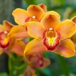 30ª Exposição de Orquídeas de Linhares acontece de 21 a 23 de agosto com entrada gratuita