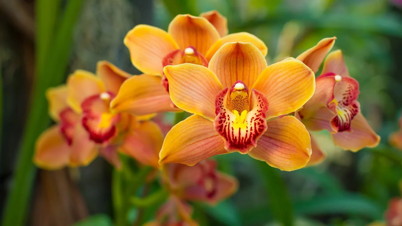 Leia mais sobre o artigo 30ª Exposição de Orquídeas de Linhares acontece de 21 a 23 de agosto com entrada gratuita